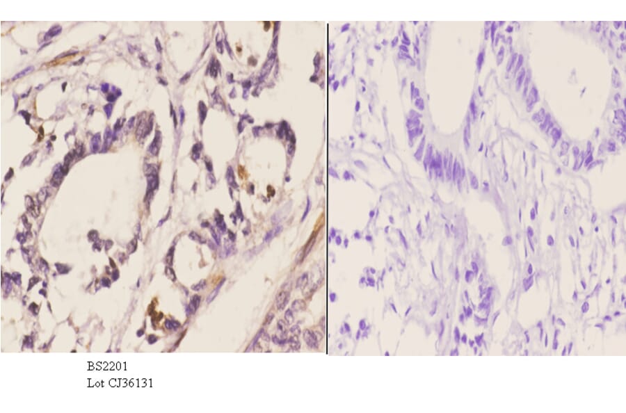 Anti-Cdc37 (F259) Antibody from Bioworld Technology (BS2201) - Antibodies.com