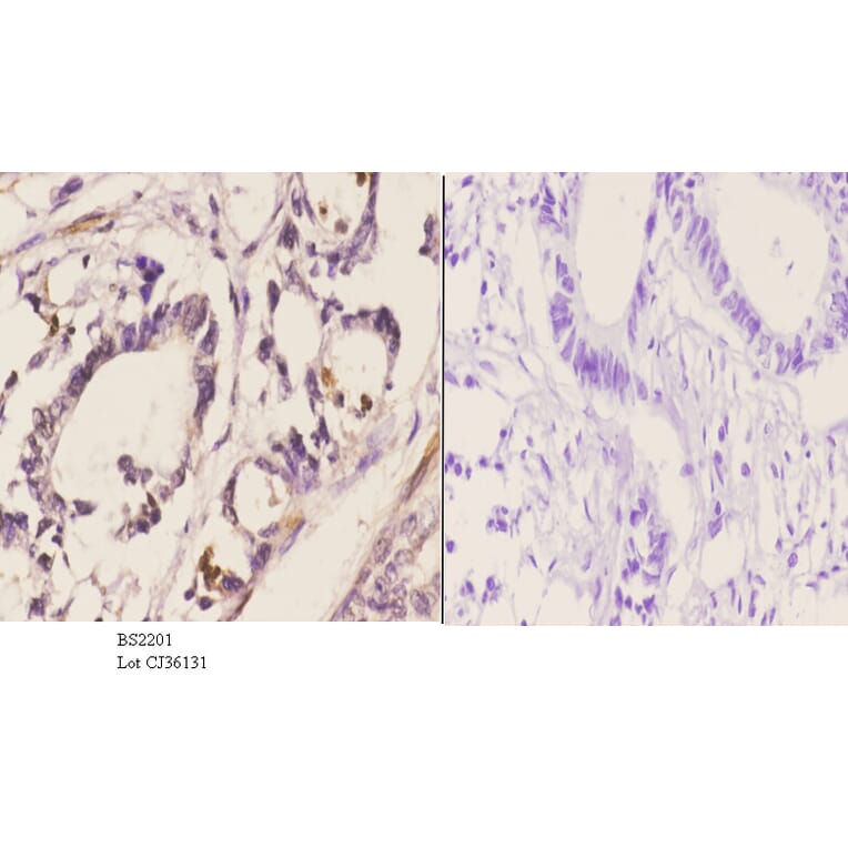 Anti-Cdc37 (F259) Antibody from Bioworld Technology (BS2201) - Antibodies.com