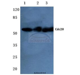 Anti-Cdc20 (Q105) Antibody from Bioworld Technology (BS2203) - Antibodies.com