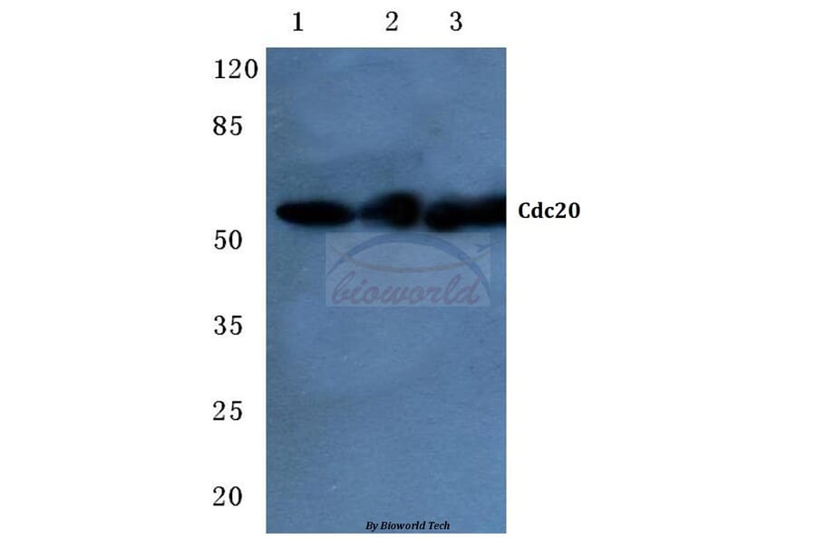 Anti-Cdc20 (Q105) Antibody from Bioworld Technology (BS2203) - Antibodies.com