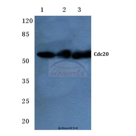Anti-Cdc20 (Q105) Antibody from Bioworld Technology (BS2203) - Antibodies.com