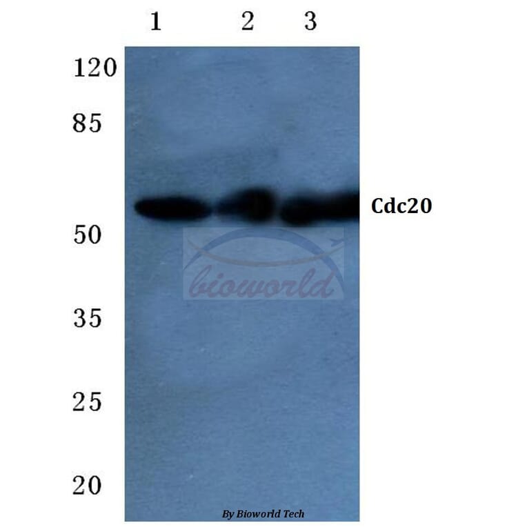 Anti-Cdc20 (Q105) Antibody from Bioworld Technology (BS2203) - Antibodies.com