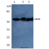 Anti-Cdc20 (Q105) Antibody from Bioworld Technology (BS2203) - Antibodies.com