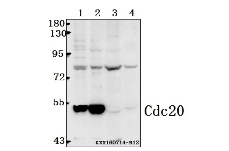 Anti-Cdc20 (Q105) Antibody from Bioworld Technology (BS2203) - Antibodies.com