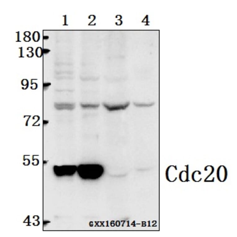 Anti-Cdc20 (Q105) Antibody from Bioworld Technology (BS2203) - Antibodies.com