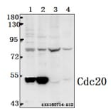 Anti-Cdc20 (Q105) Antibody from Bioworld Technology (BS2203) - Antibodies.com