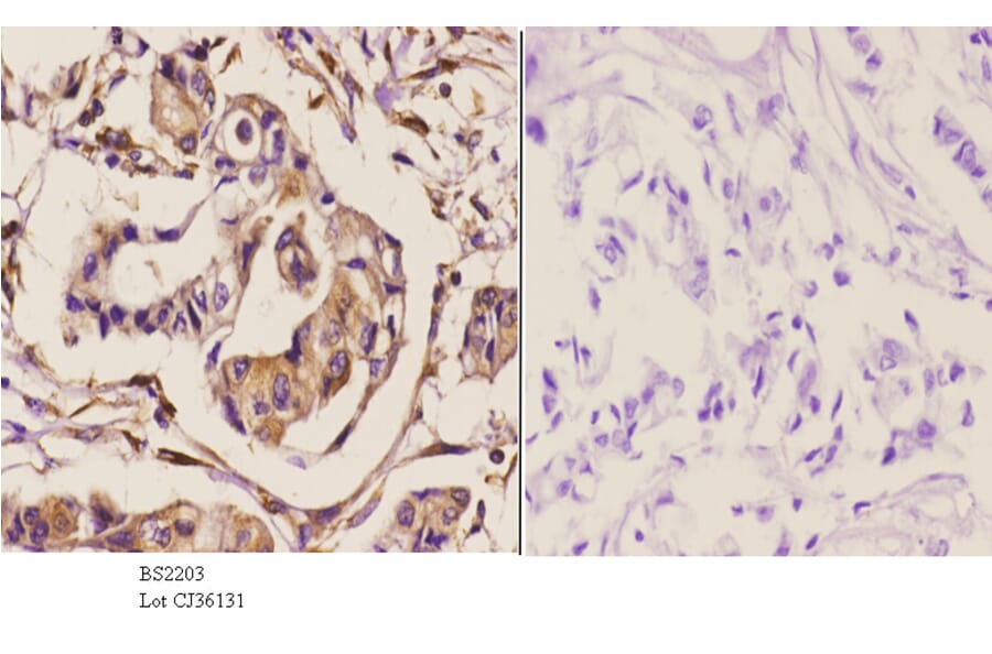 Anti-Cdc20 (Q105) Antibody from Bioworld Technology (BS2203) - Antibodies.com