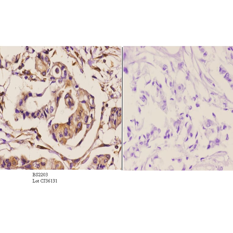 Anti-Cdc20 (Q105) Antibody from Bioworld Technology (BS2203) - Antibodies.com