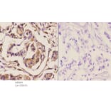 Anti-Cdc20 (Q105) Antibody from Bioworld Technology (BS2203) - Antibodies.com