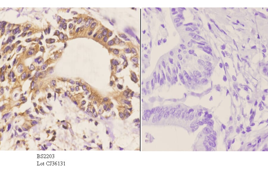 Anti-Cdc20 (Q105) Antibody from Bioworld Technology (BS2203) - Antibodies.com
