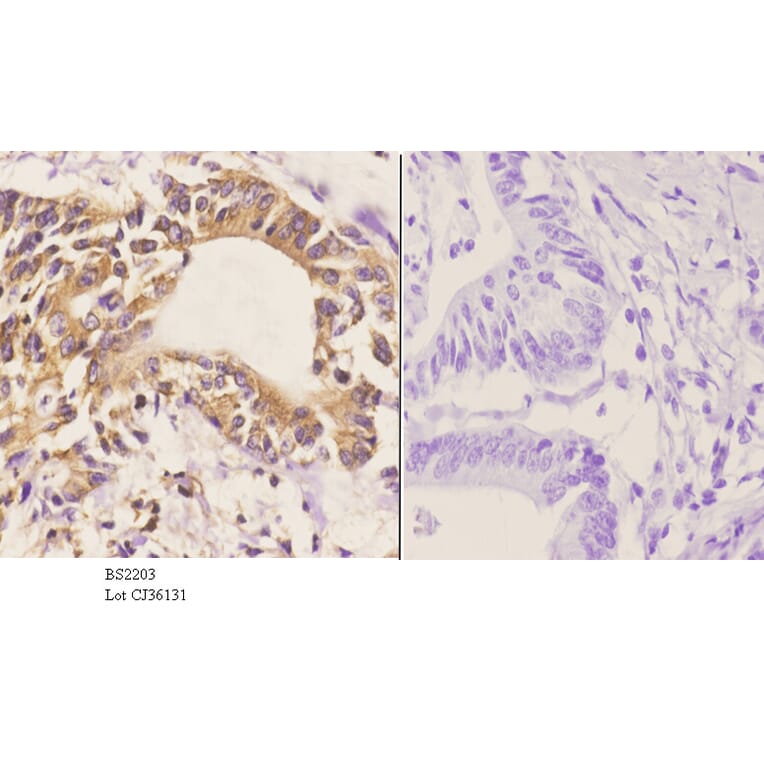 Anti-Cdc20 (Q105) Antibody from Bioworld Technology (BS2203) - Antibodies.com