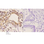 Anti-Cdc20 (Q105) Antibody from Bioworld Technology (BS2203) - Antibodies.com