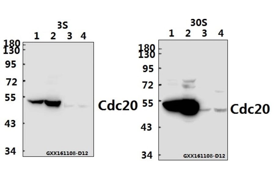 Anti-Cdc20 (Q105) Antibody from Bioworld Technology (BS2203) - Antibodies.com