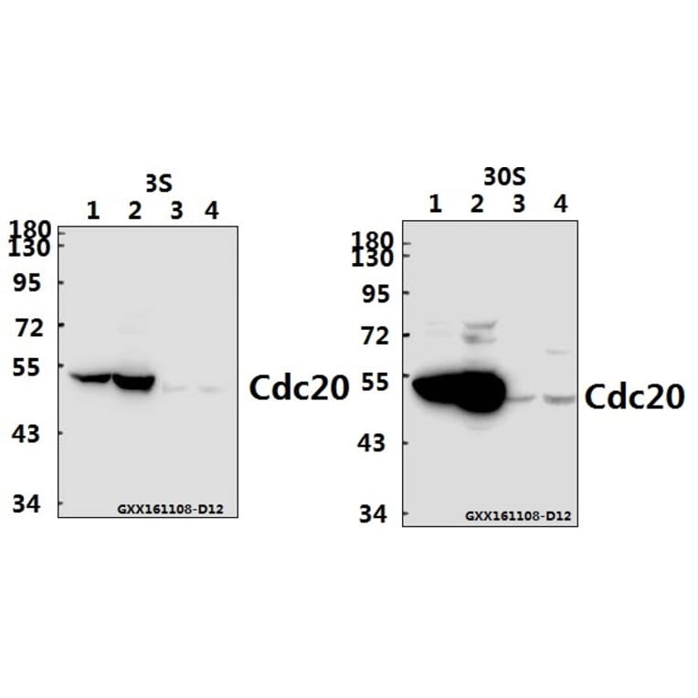 Anti-Cdc20 (Q105) Antibody from Bioworld Technology (BS2203) - Antibodies.com