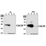 Anti-Cdc20 (Q105) Antibody from Bioworld Technology (BS2203) - Antibodies.com