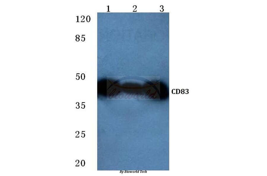 Anti-CD83 (P130) Antibody from Bioworld Technology (BS2204) - Antibodies.com