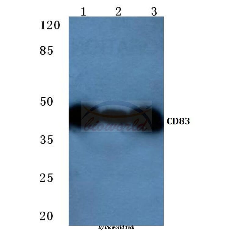 Anti-CD83 (P130) Antibody from Bioworld Technology (BS2204) - Antibodies.com