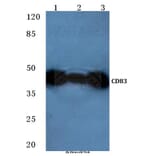 Anti-CD83 (P130) Antibody from Bioworld Technology (BS2204) - Antibodies.com