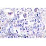 Anti-CD83 (P130) Antibody from Bioworld Technology (BS2204) - Antibodies.com