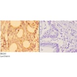 Anti-Actinin-α3 (E25) Antibody from Bioworld Technology (BS2205) - Antibodies.com