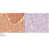 Anti-Actinin-α3 (E25) Antibody from Bioworld Technology (BS2205) - Antibodies.com