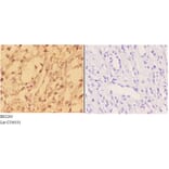 Anti-Actinin-α3 (E25) Antibody from Bioworld Technology (BS2205) - Antibodies.com