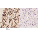 Anti-Actinin-α1/2/3/4 (W48) Antibody from Bioworld Technology (BS2206) - Antibodies.com