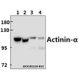 Anti-Actinin-α1/2/3/4 (W48) Antibody from Bioworld Technology (BS2206) - Antibodies.com