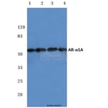 Anti-AR-α1A (Q365) Antibody from Bioworld Technology (BS2207) - Antibodies.com