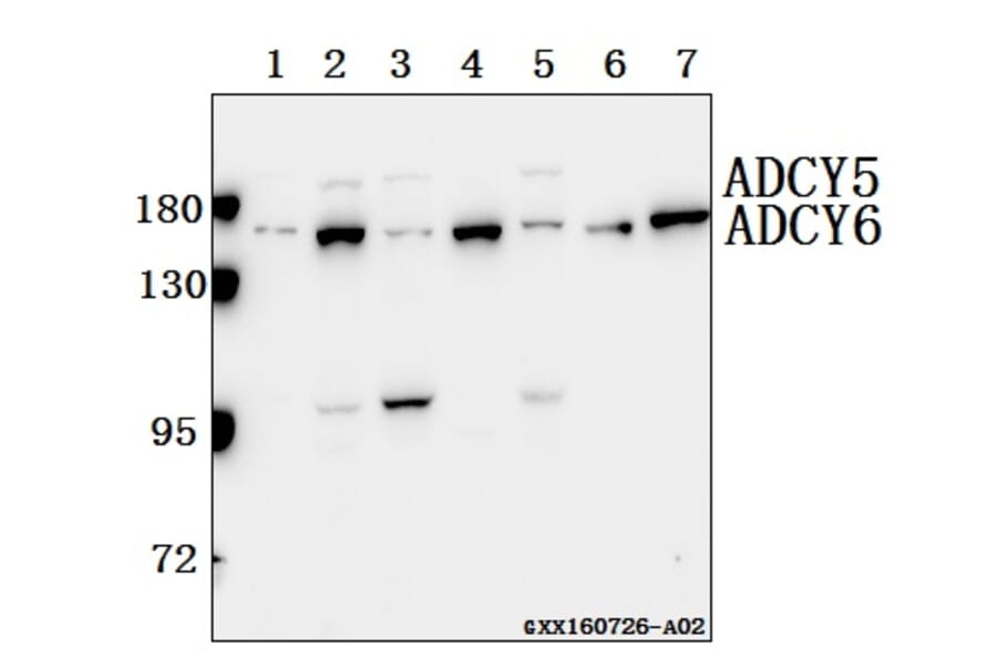 Anti-ADCY 5/6 (F1052) Antibody from Bioworld Technology (BS2208) - Antibodies.com