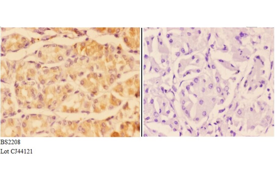 Anti-ADCY 5/6 (F1052) Antibody from Bioworld Technology (BS2208) - Antibodies.com
