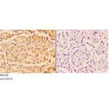 Anti-ADCY 5/6 (F1052) Antibody from Bioworld Technology (BS2208) - Antibodies.com