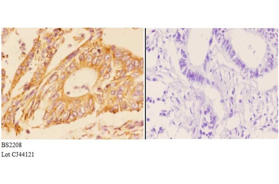 Anti-ADCY 5/6 (F1052) Antibody from Bioworld Technology (BS2208) - Antibodies.com