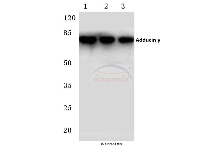 Anti-Adducin γ (P452) Antibody from Bioworld Technology (BS2209) - Antibodies.com
