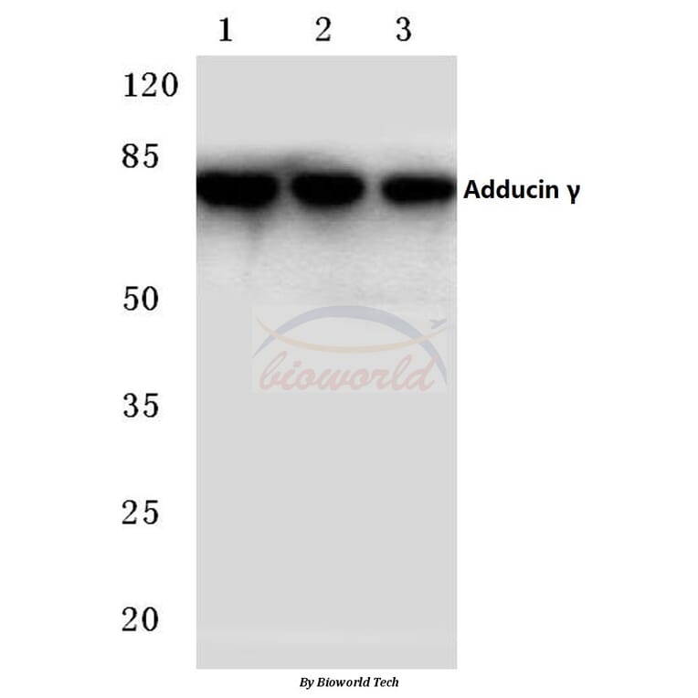 Anti-Adducin γ (P452) Antibody from Bioworld Technology (BS2209) - Antibodies.com