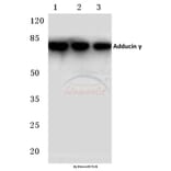 Anti-Adducin γ (P452) Antibody from Bioworld Technology (BS2209) - Antibodies.com