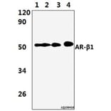 Anti-AR-β1 (A302) Antibody from Bioworld Technology (BS2210) - Antibodies.com