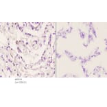 Anti-AR-β1 (A302) Antibody from Bioworld Technology (BS2210) - Antibodies.com