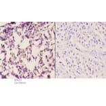 Anti-AR-β1 (A302) Antibody from Bioworld Technology (BS2210) - Antibodies.com