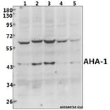 Anti-AHA-1 (T183) Antibody from Bioworld Technology (BS2211) - Antibodies.com