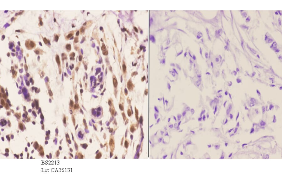 Anti-Arrestin-β-1 (Q394) Antibody from Bioworld Technology (BS2213) - Antibodies.com