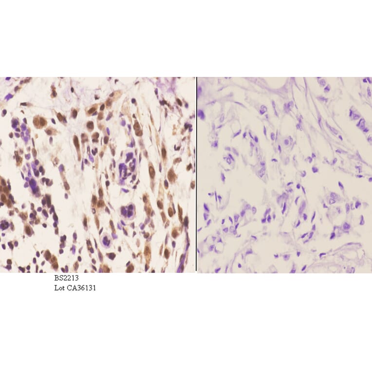 Anti-Arrestin-β-1 (Q394) Antibody from Bioworld Technology (BS2213) - Antibodies.com