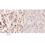 Anti-Arrestin-β-1 (Q394) Antibody from Bioworld Technology (BS2213) - Antibodies.com