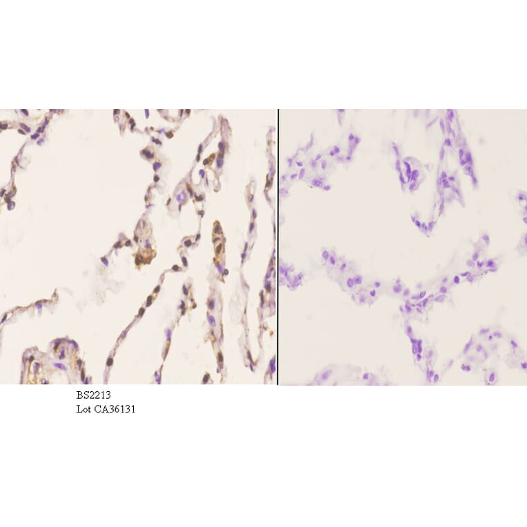 Anti-Arrestin-β-1 (Q394) Antibody from Bioworld Technology (BS2213) - Antibodies.com