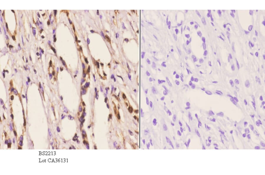 Anti-Arrestin-β-1 (Q394) Antibody from Bioworld Technology (BS2213) - Antibodies.com