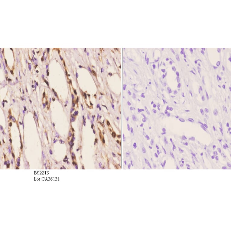 Anti-Arrestin-β-1 (Q394) Antibody from Bioworld Technology (BS2213) - Antibodies.com
