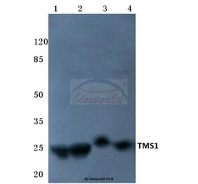 Anti-TMS1 (E13) Antibody from Bioworld Technology (BS2215) - Antibodies.com