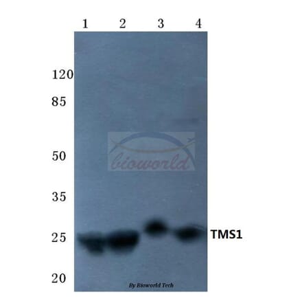 Anti-TMS1 (E13) Antibody from Bioworld Technology (BS2215) - Antibodies.com