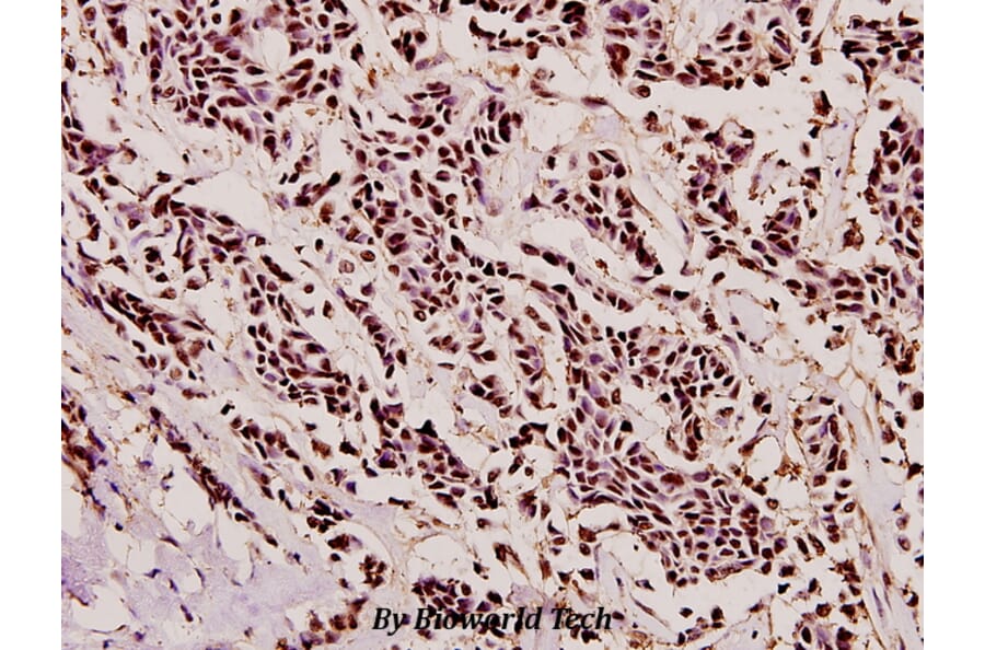Anti-TMS1 (E13) Antibody from Bioworld Technology (BS2215) - Antibodies.com
