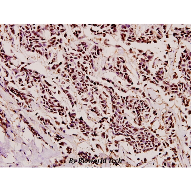 Anti-TMS1 (E13) Antibody from Bioworld Technology (BS2215) - Antibodies.com